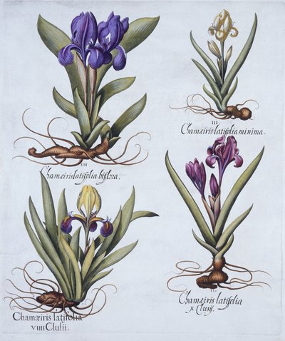 Iris enano variegado, Iris enano malva, Iris enano crema, Iris enano azul, de Hortus Eystettensis, por Basil Besler (1561-1629), pub. 1613 de German School